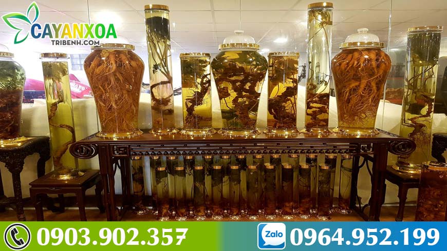 sam-ngoc-linh-nguyentran-2