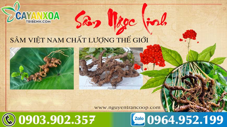 sam-ngoc-linh-nguyentran-4