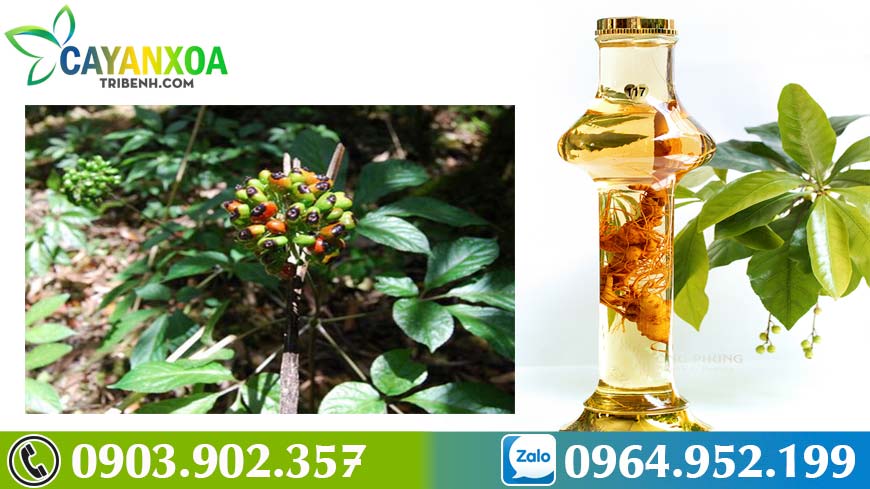 sam-ngoc-linh-nguyentran-6