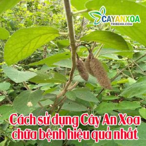 cach-su-dung-cay-an-xoa-chua-benh