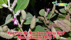 cay-an-xoa-gia-bao-nhieu-mua-o-dau
