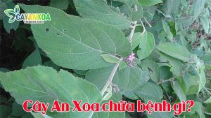 tac-dung-cua-cay-an-xoa