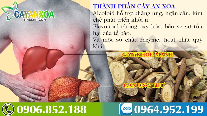 thanh-phan-cay-an-xoa-1