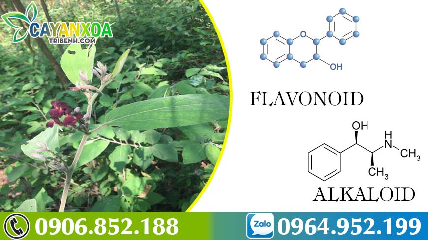 thanh-phan-cay-an-xoa