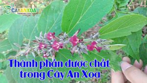 thanh-phan-duoc-chat-trong-cay-an-xoa