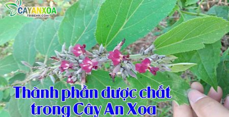 thanh-phan-duoc-chat-trong-cay-an-xoa