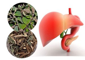 dieu-tri-gan-nhiem-mo-voi-cay-an-xoa