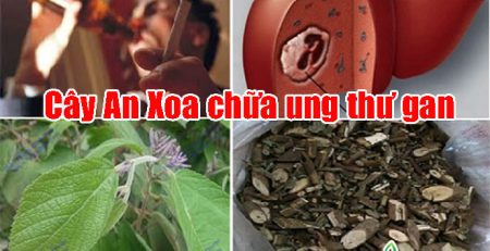 dieu-tri-ung-thu-gan-bang-cay-an-xoa