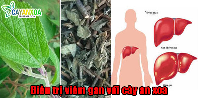 dieu-tri-viem-gan-voi-cay-an-xoa