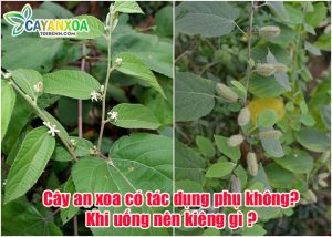 cay-an-xoa-co-tac-dung-phu-khong