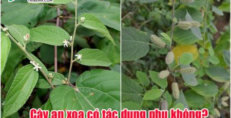 cay-an-xoa-co-tac-dung-phu-khong