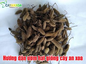 hat-giong-cay-an-xoa
