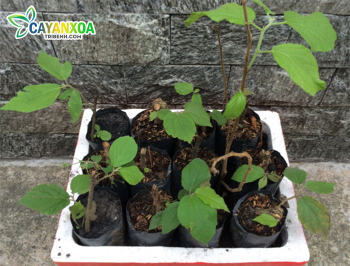 trong-hat-giong-cay-an-xoa