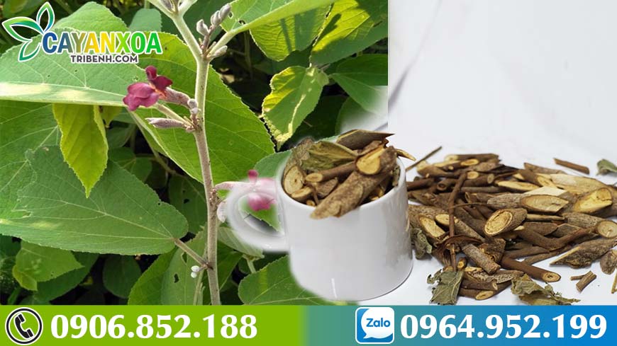 cay-an-xoa-co-may-loai