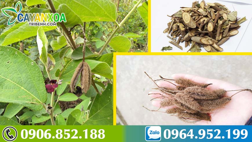 cay-an-xoa-con-goi-la-cay-gi