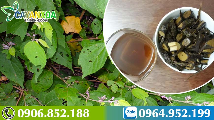 cay-an-xoa-la-cay-gi