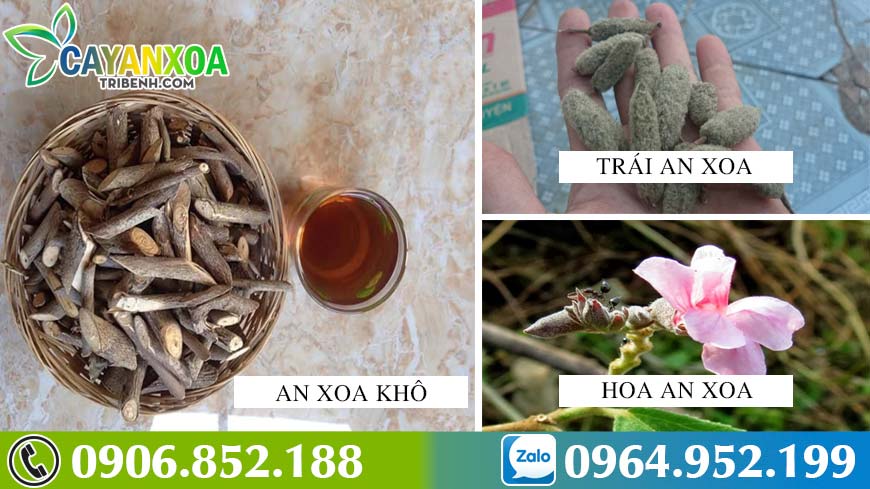 cay-an-xoa-moc-o-dau