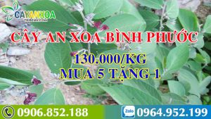 cay-an-xoa-mua-o-dau-tphcm