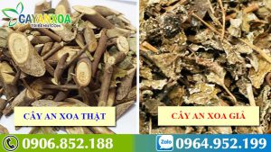 phan-biet-cay-an-xoa-that-gia